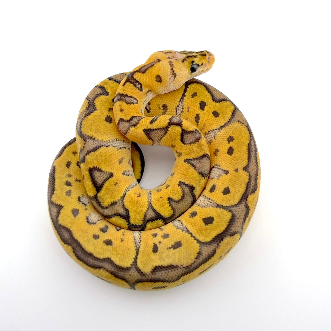 パステルストレンジャーRSクラウン