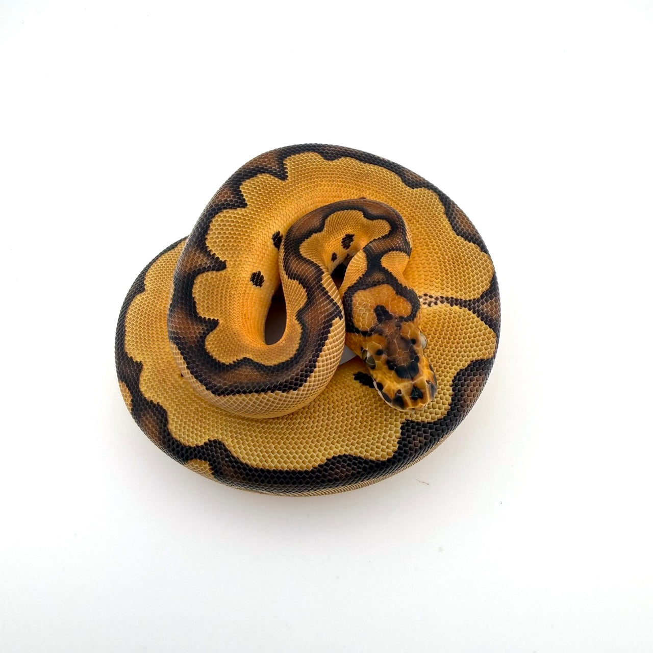 エンチクラウン