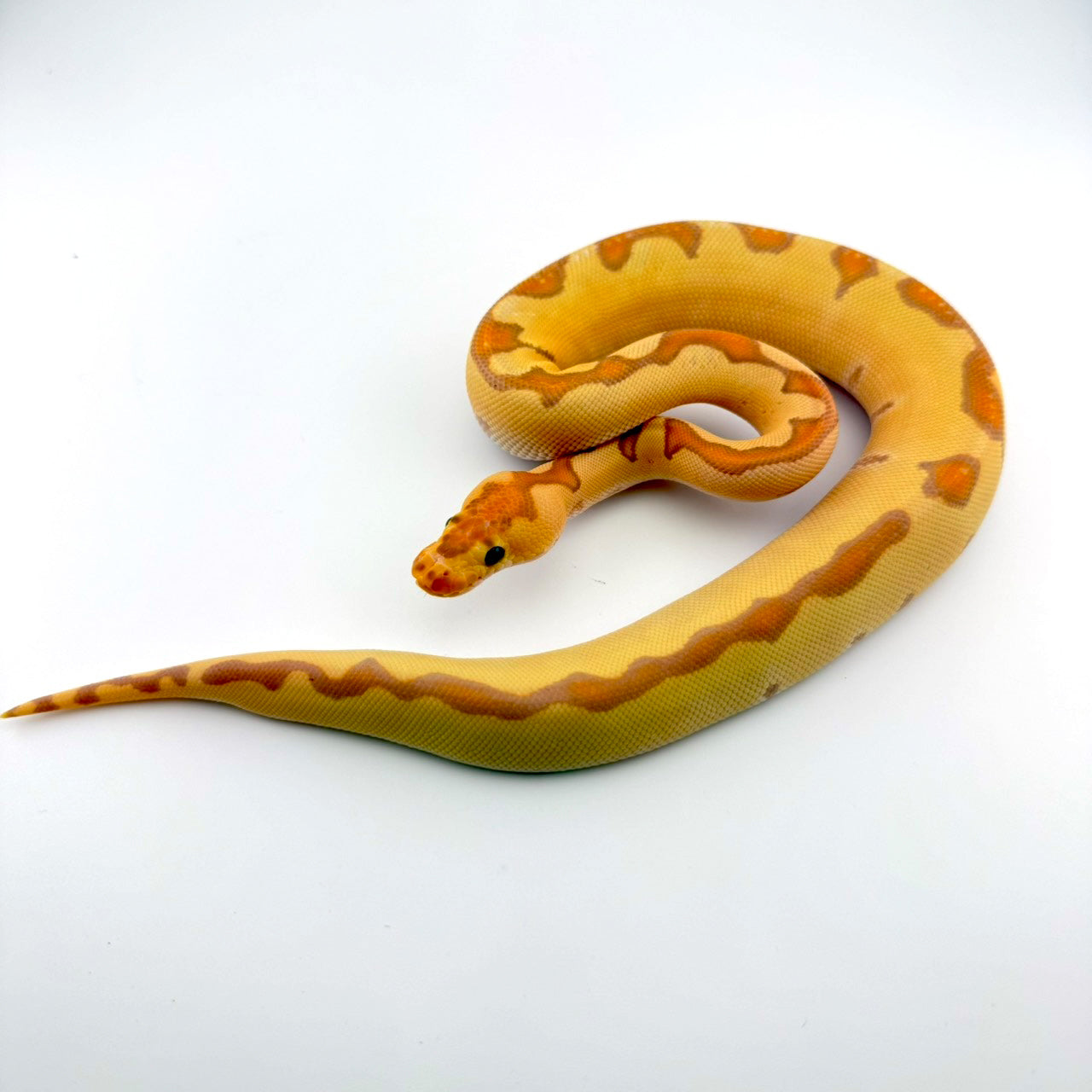 エンチバナナクラウン