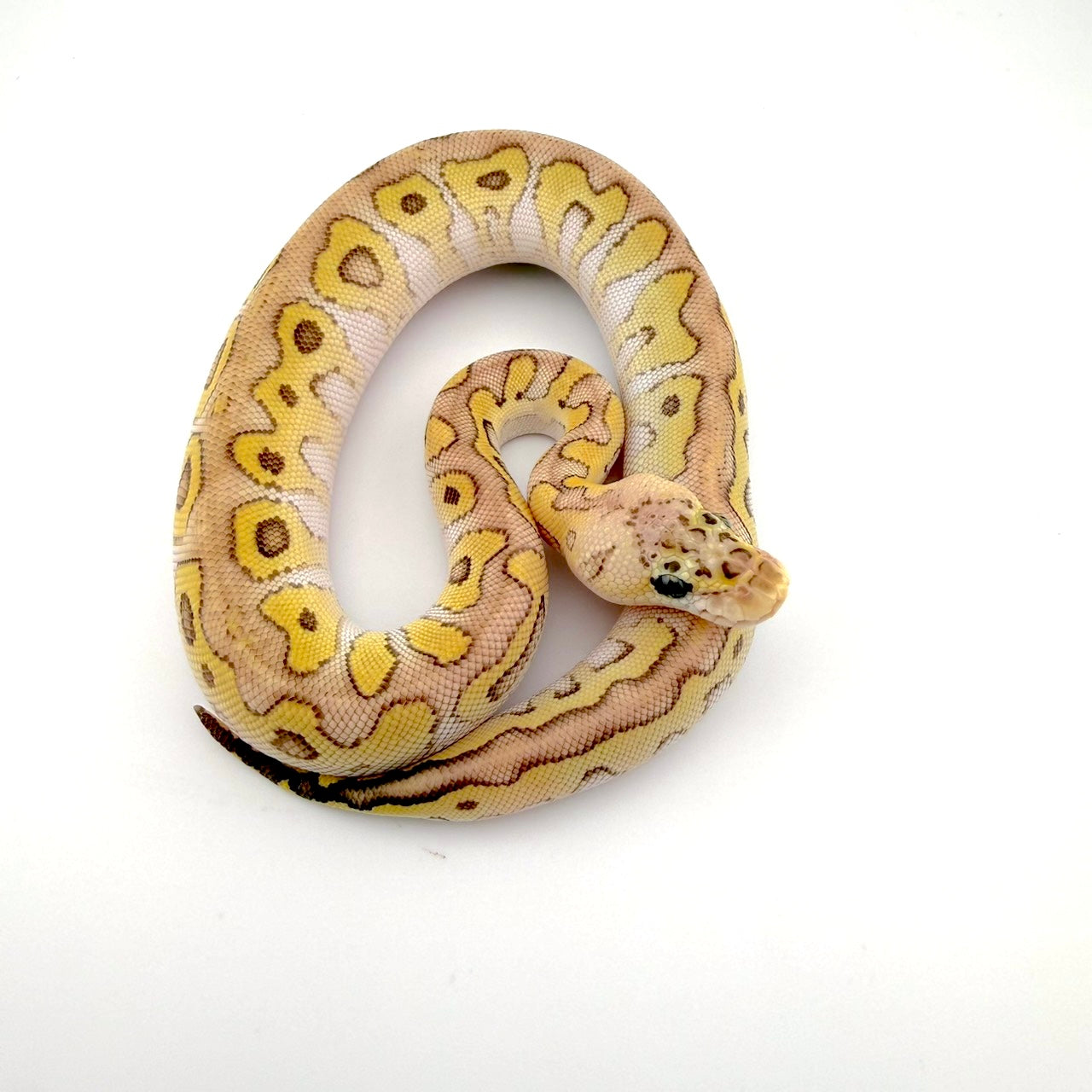 パステルレッサーストレンジャークラウン