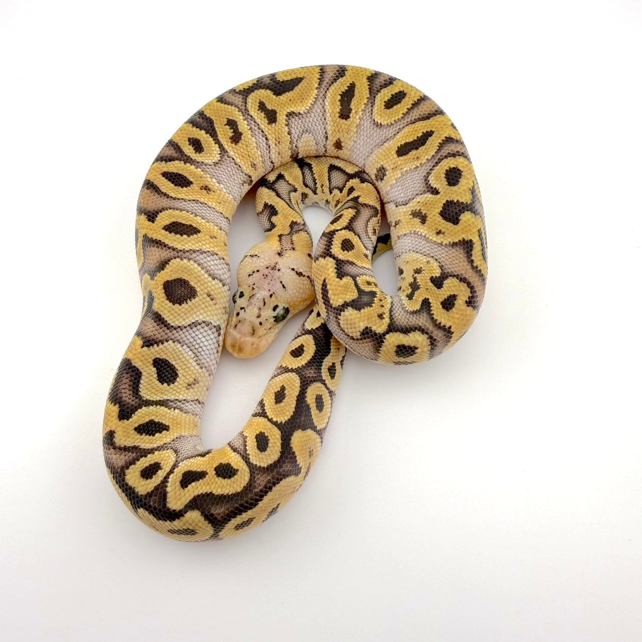 パステルYBストレンジャークラウン