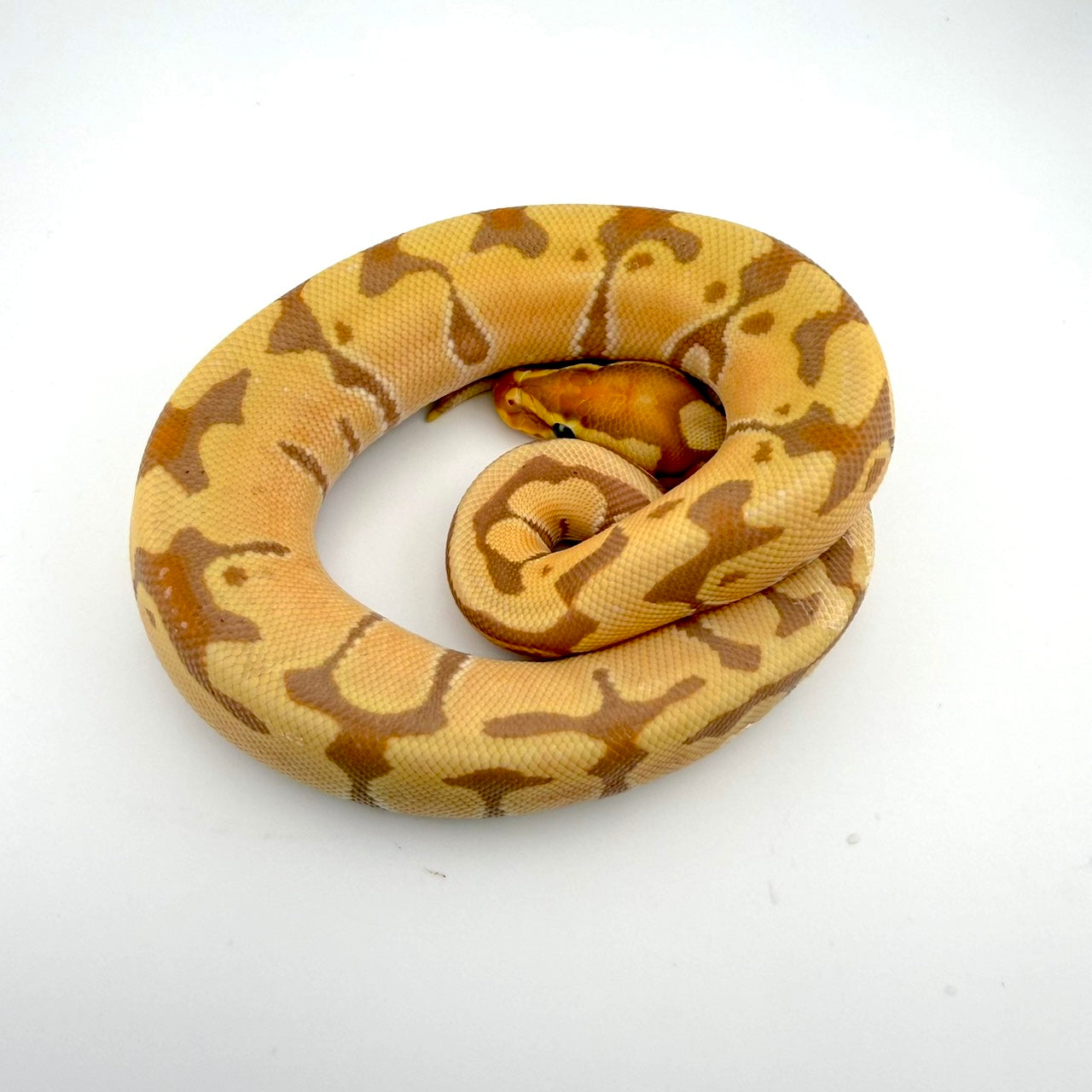 バナナエンチhetクラウン