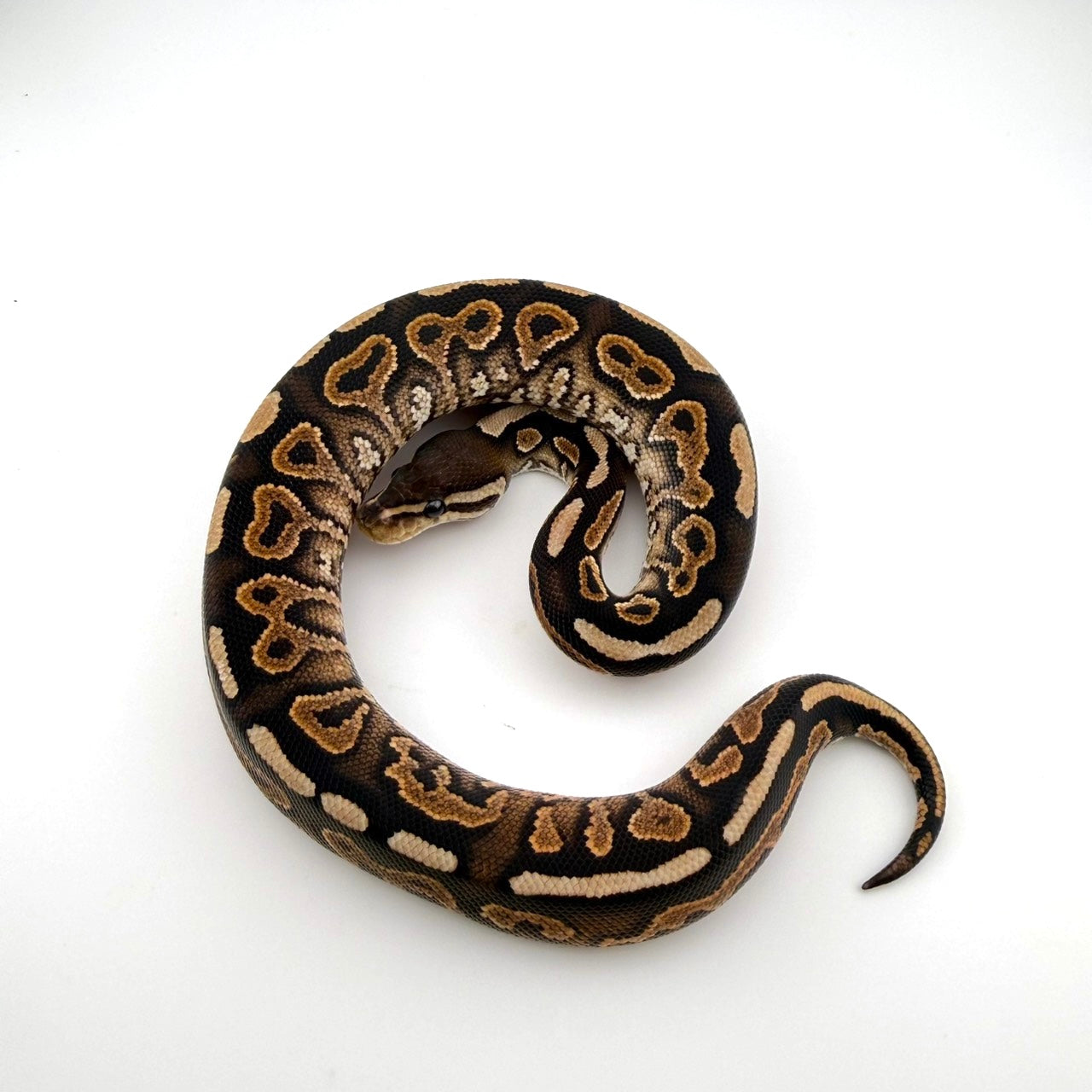 シナモンposshetクラウンGS