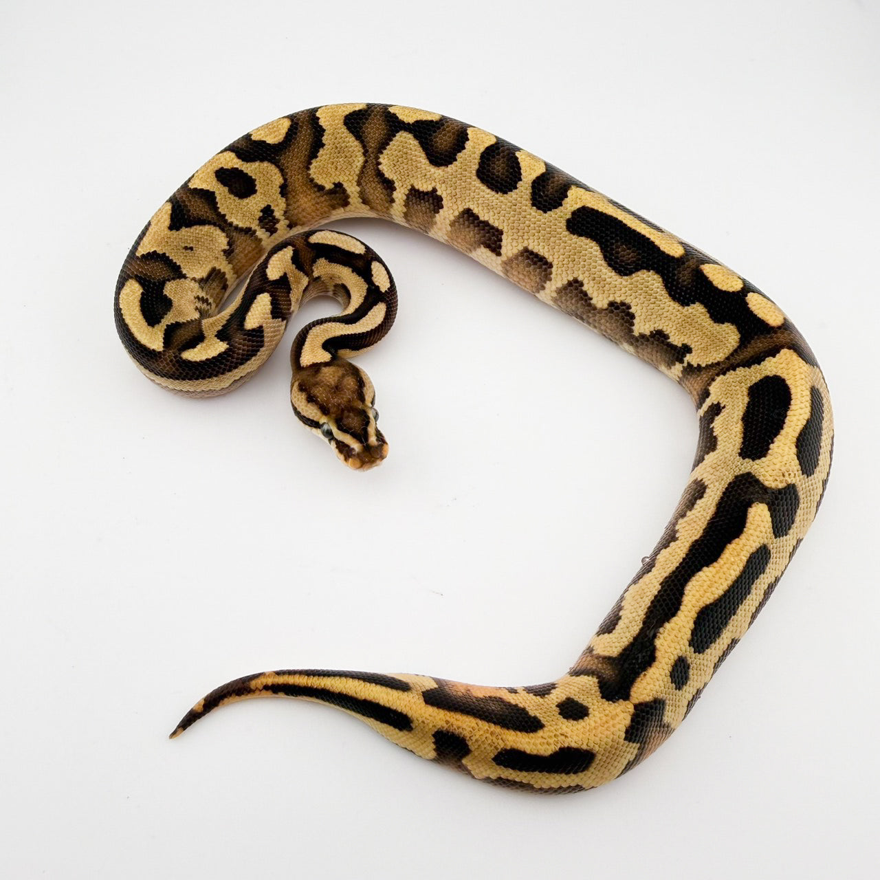 レオパードスーパースクランブラー