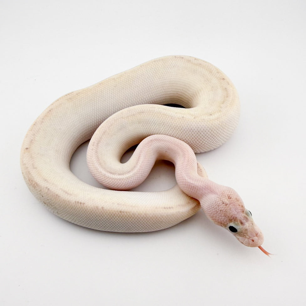 アイボリーpossODファイアSN