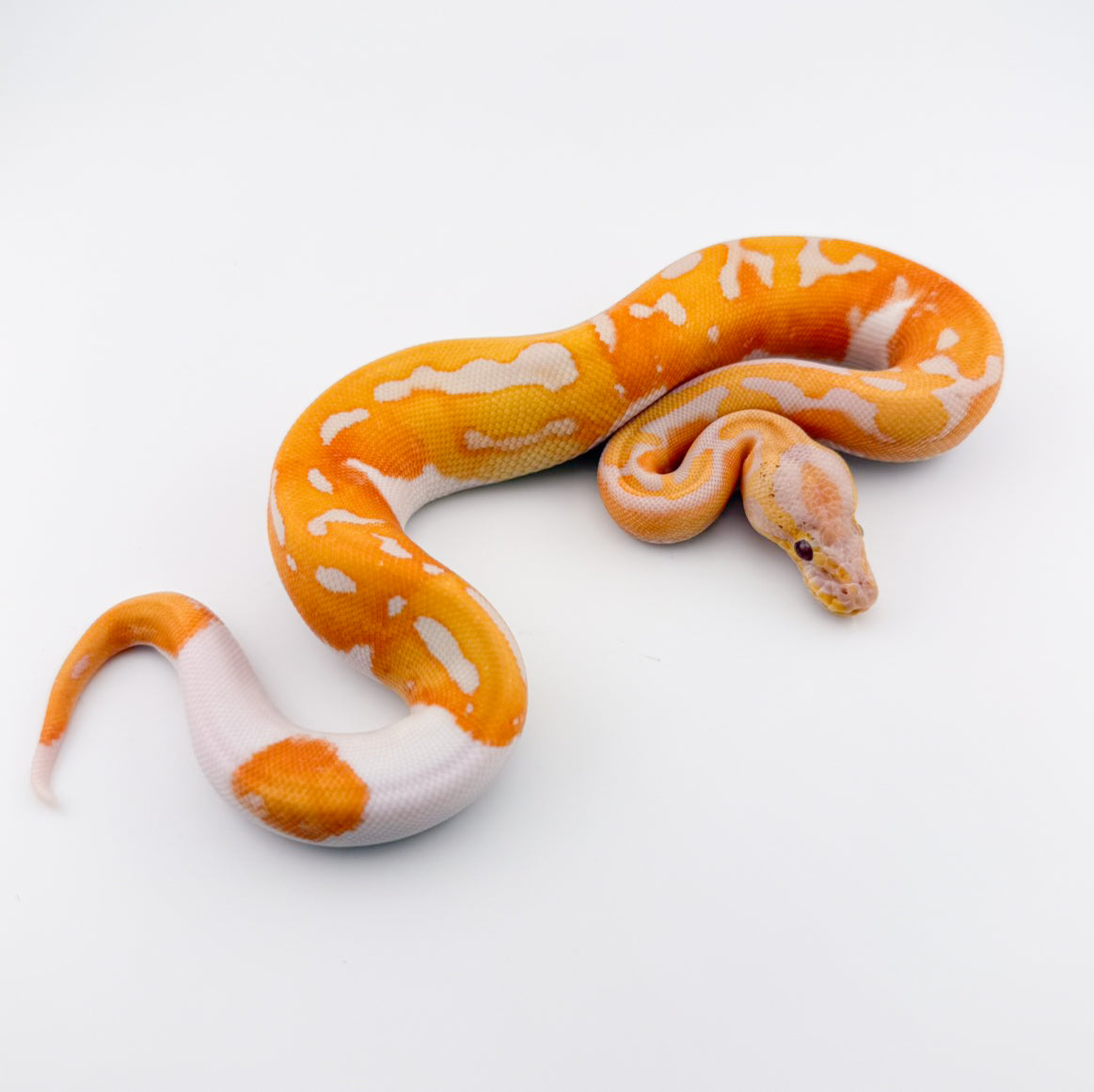 ドリームシクル