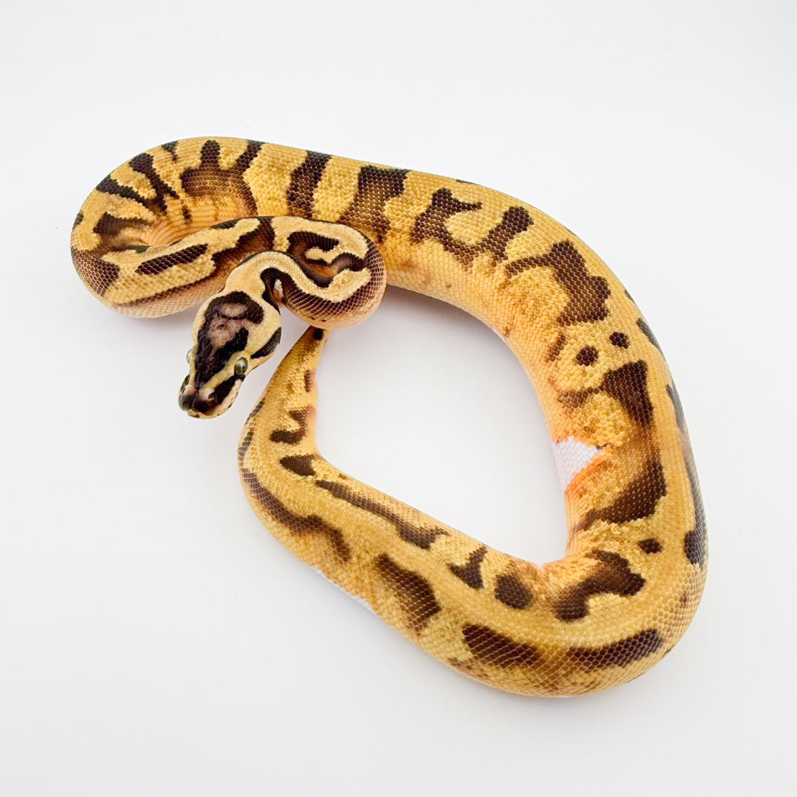 エンチパステルパイhetラベンダー