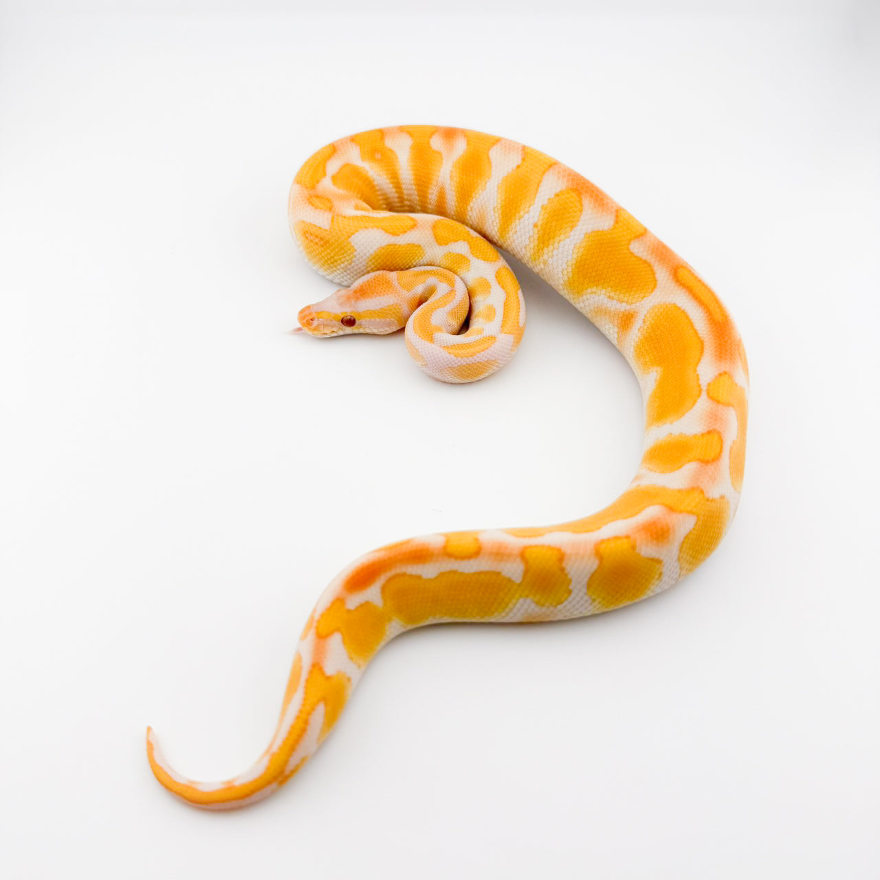 ブラックヘッドラベンダー