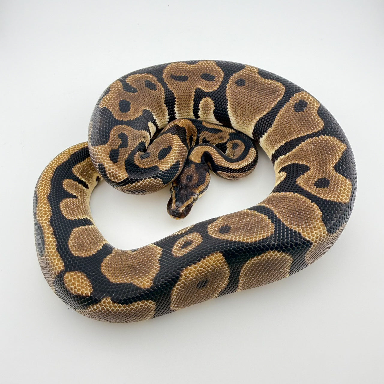 レオパードhetDG