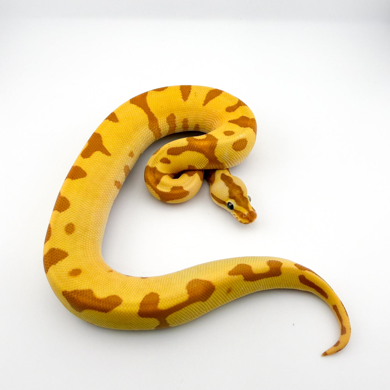 バナナスーパーエンチレオパードファイアYB66%hetパイ