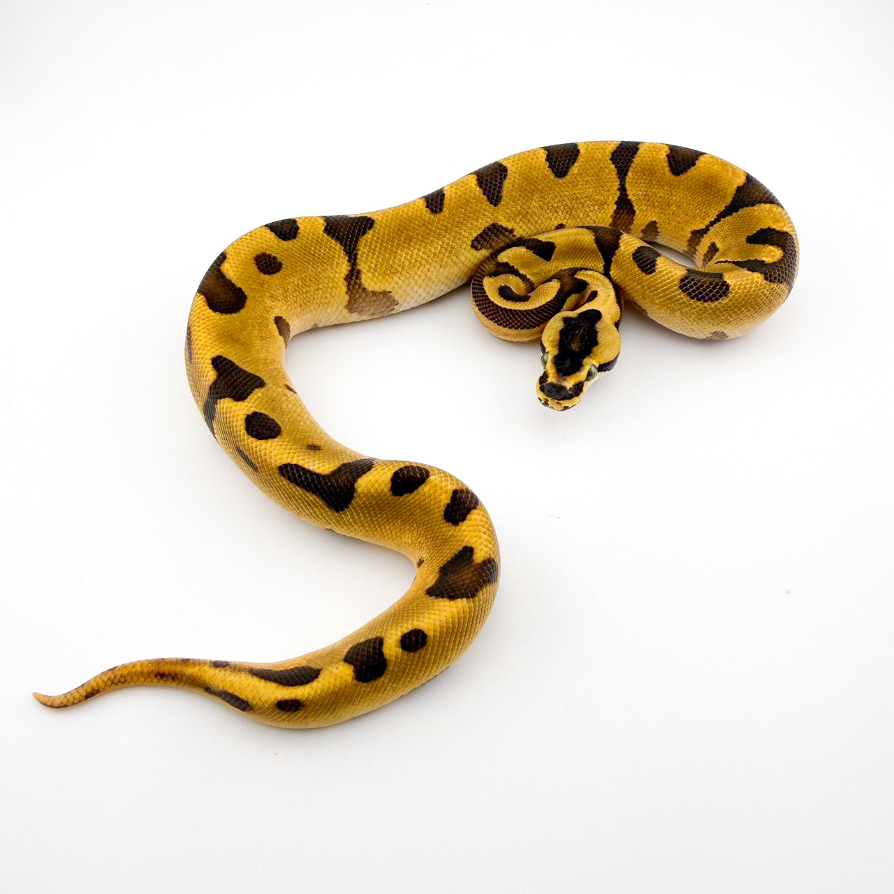 スーパーエンチレオパードファイアYB66%hetパイ