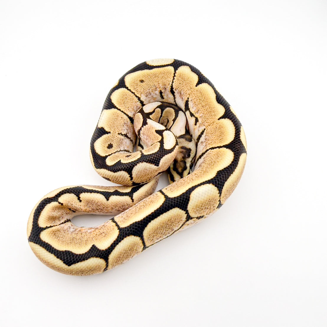 スパイダーDgposshetハイポ