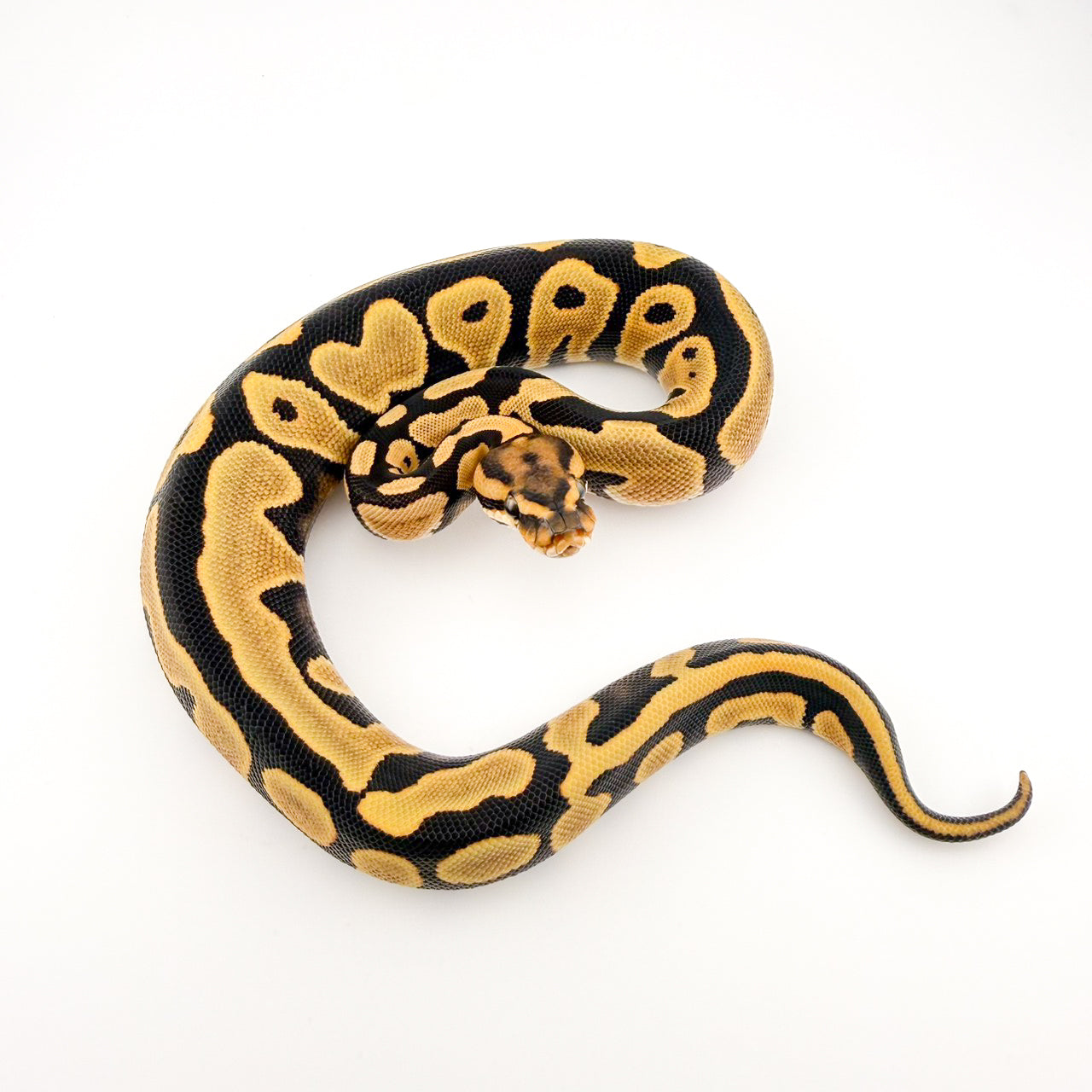 レオパードハイODDGposshetハイポ