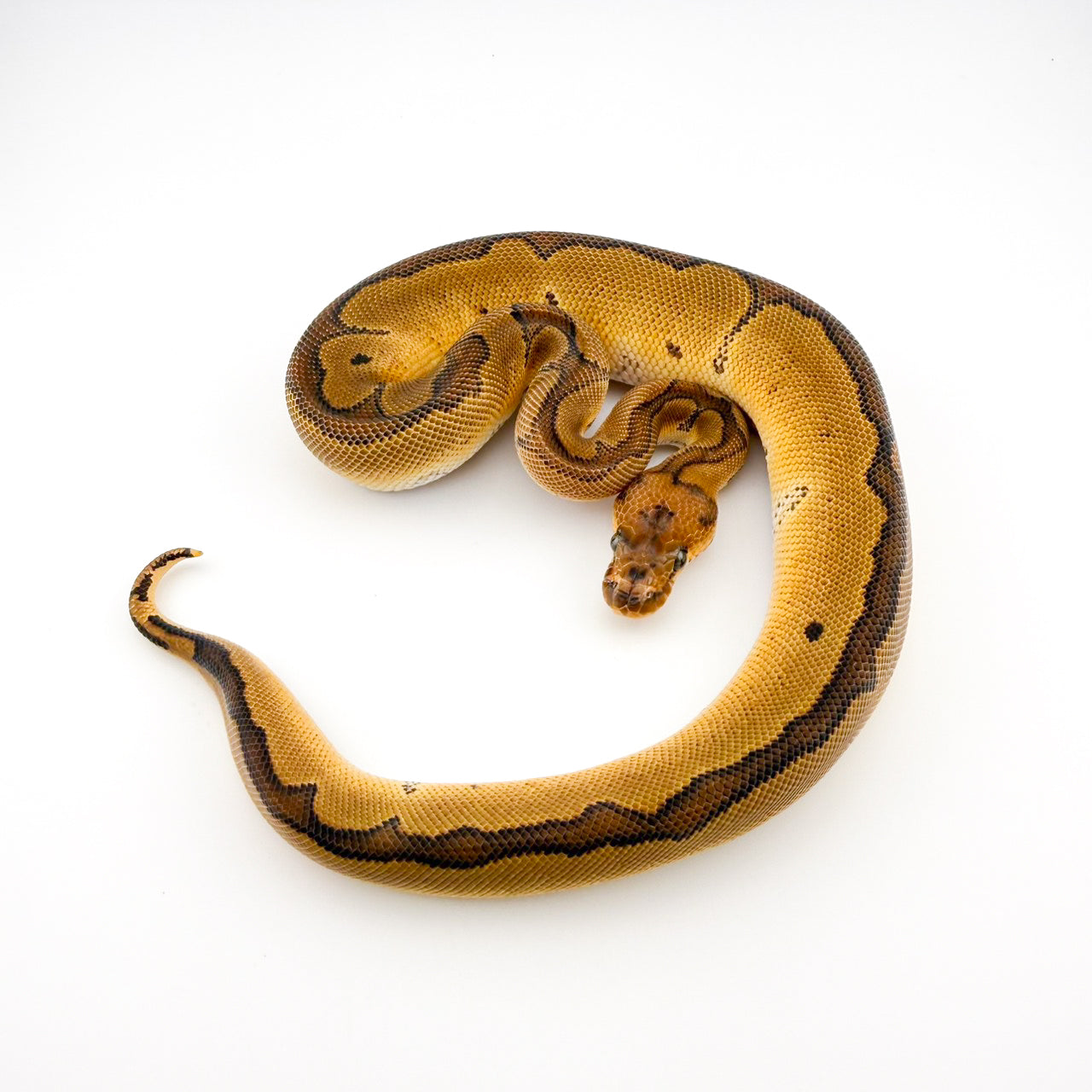 レッドストライプブレードクラウン