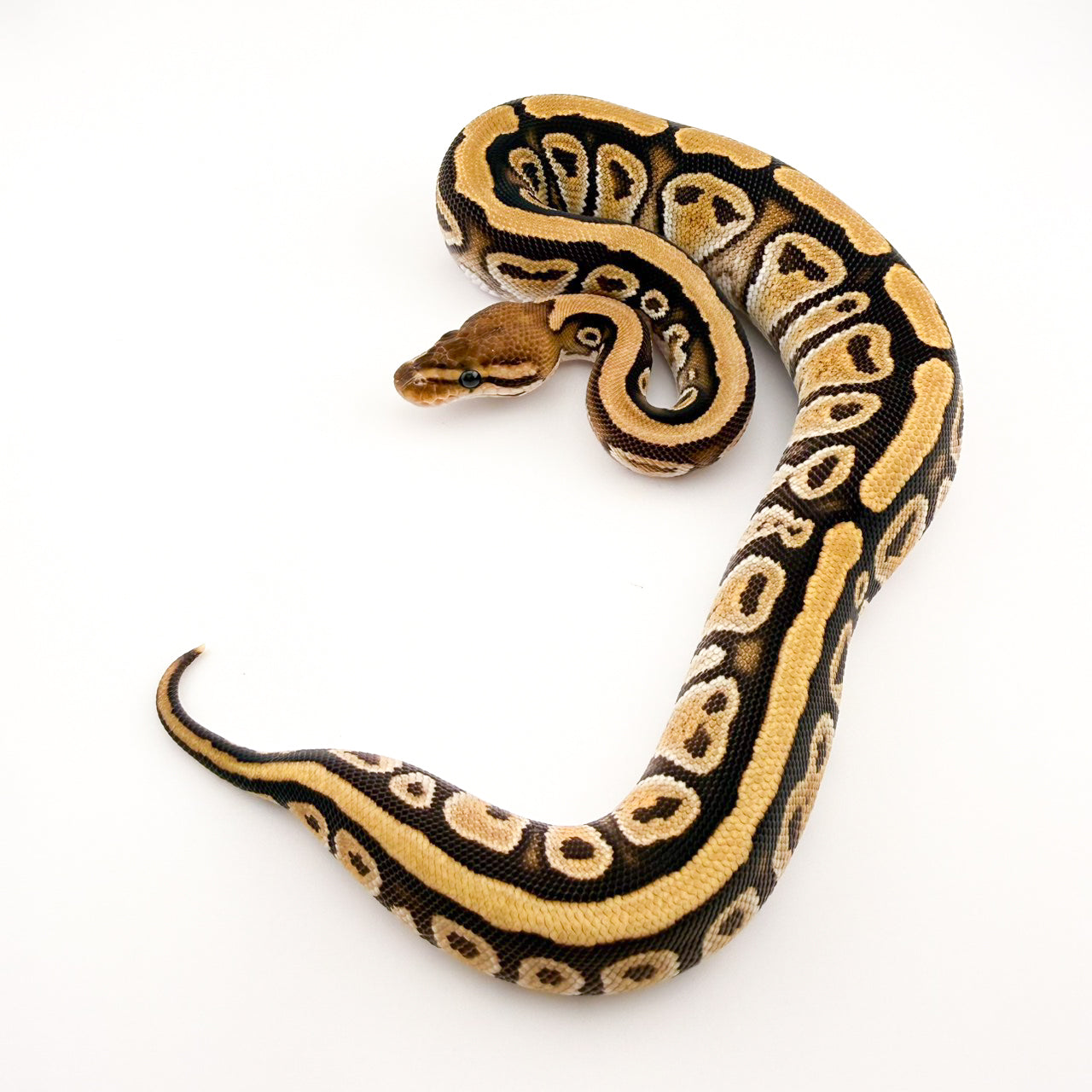 サイプレスファイアhetクラウン