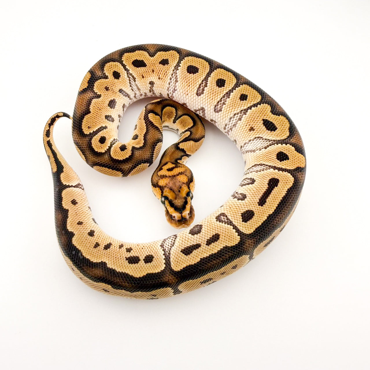 クラウンhetハイポ