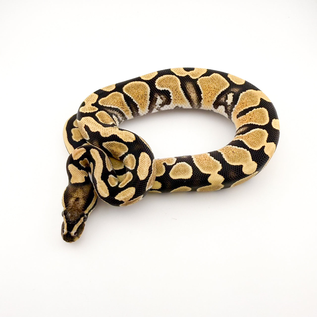 DGhetハイポ66%hetパイ