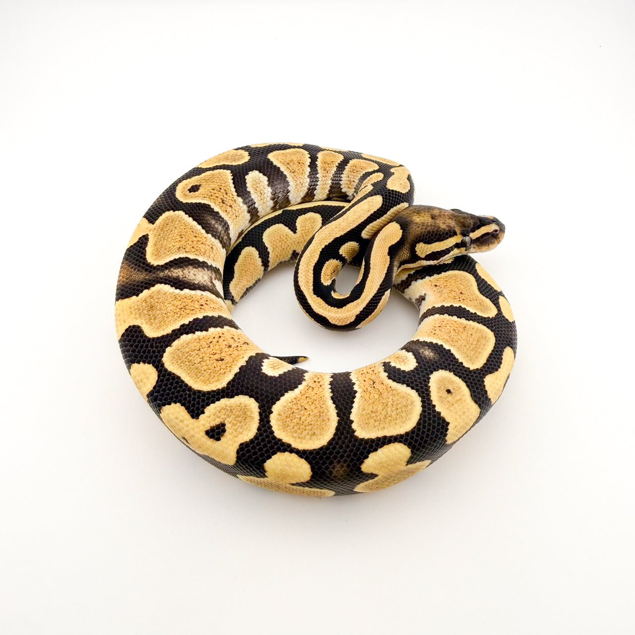 DGhetハイポ67%hetパイ