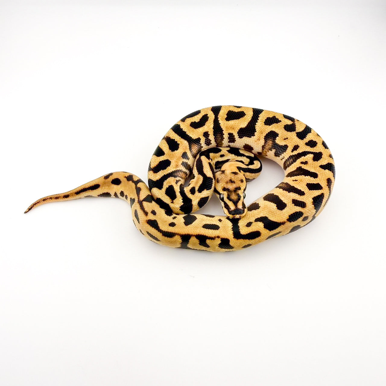 ファイアSNレオパードYB66%hetクラウン