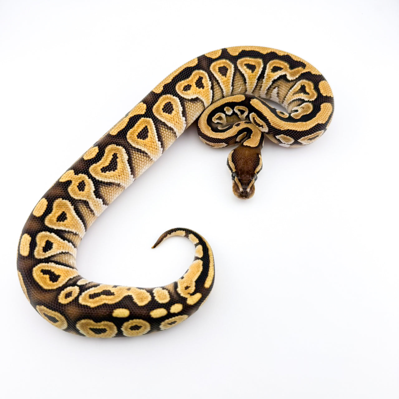 モハベ66%hetペイント