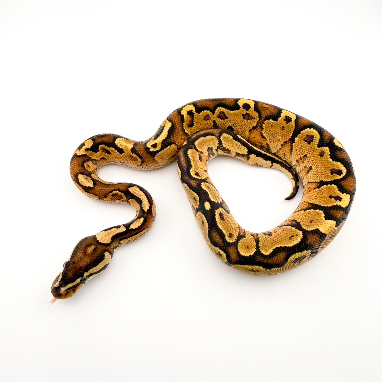 ファイアYbhetペイント