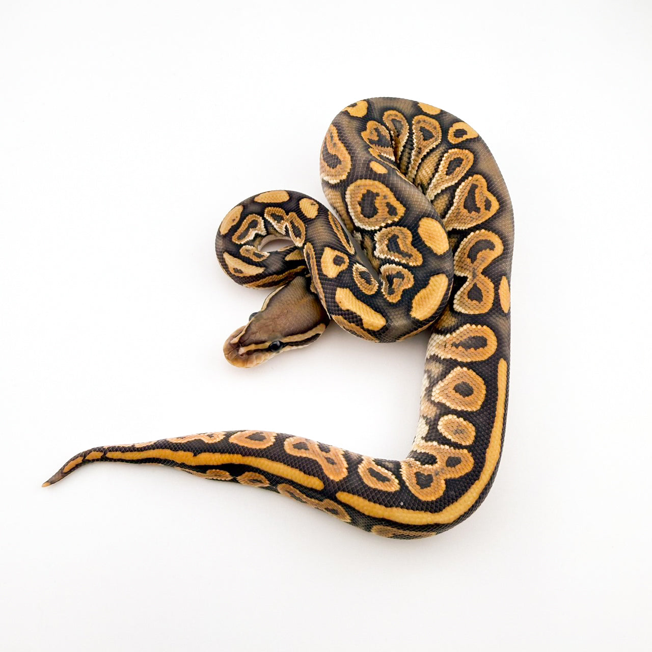 ブラックパステルハイポ66%hewtクラウン