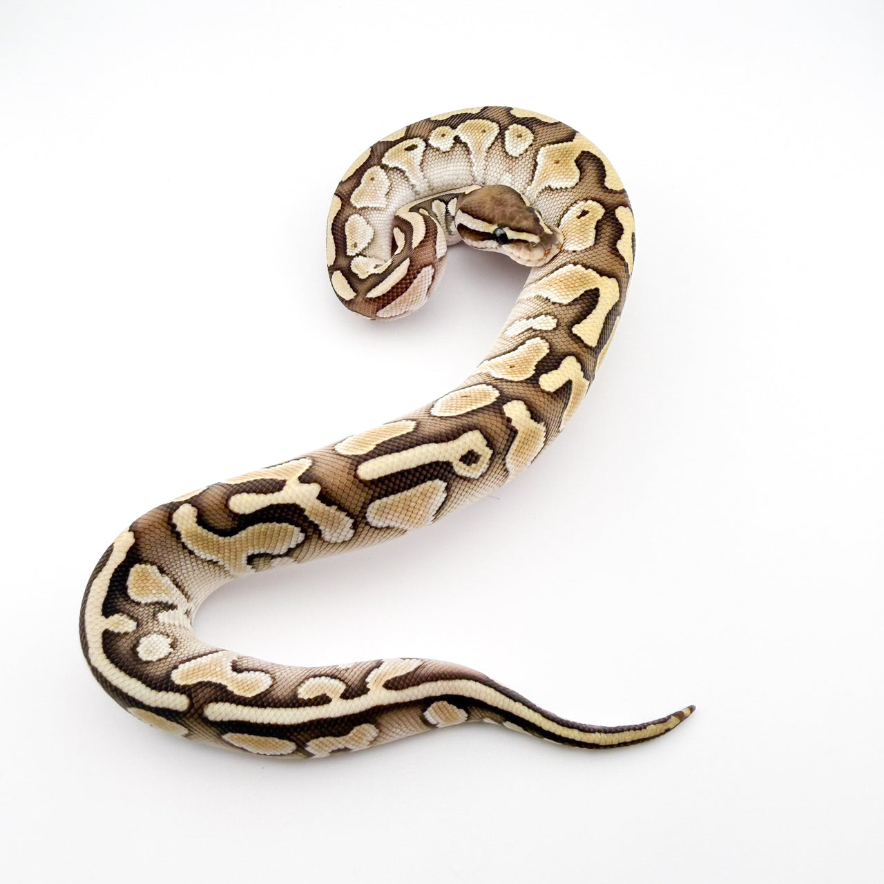 レッサーレッドストライプdhハイポクラウン