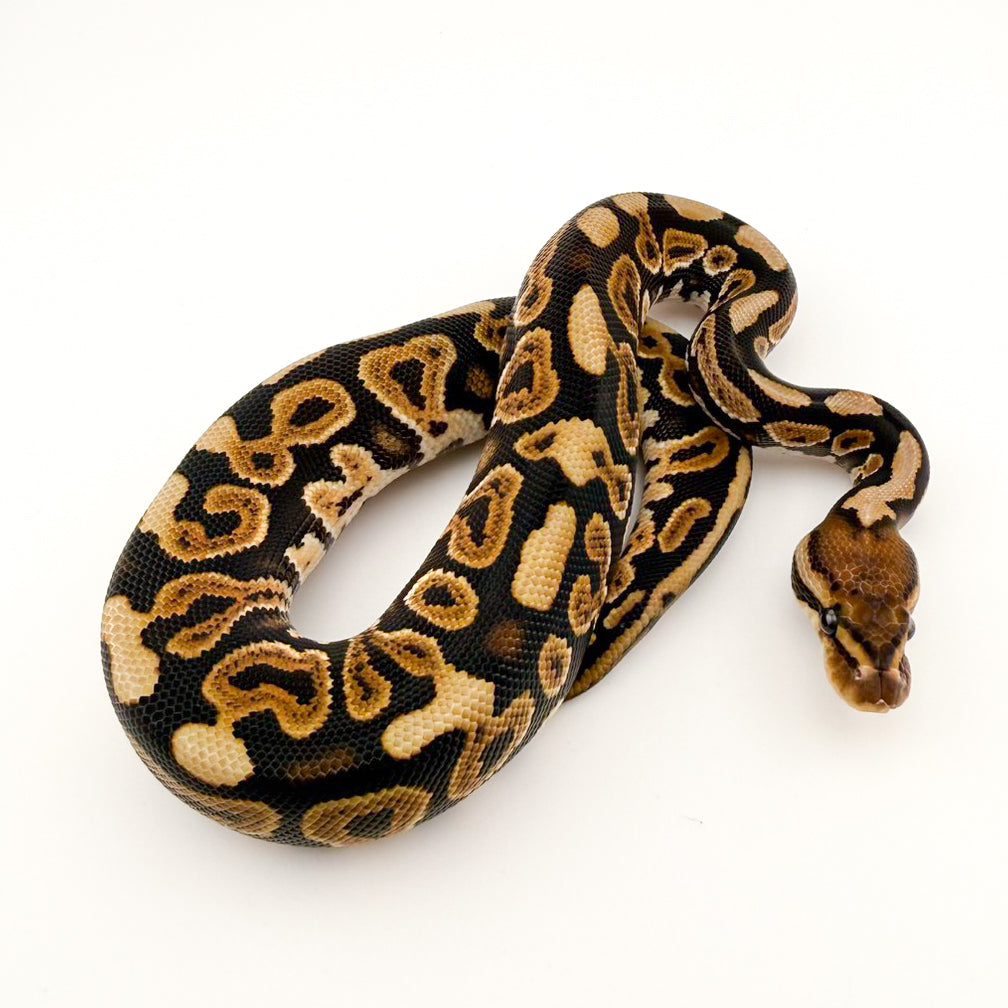 ブラックパステルSNレッドストライプhetクラウン