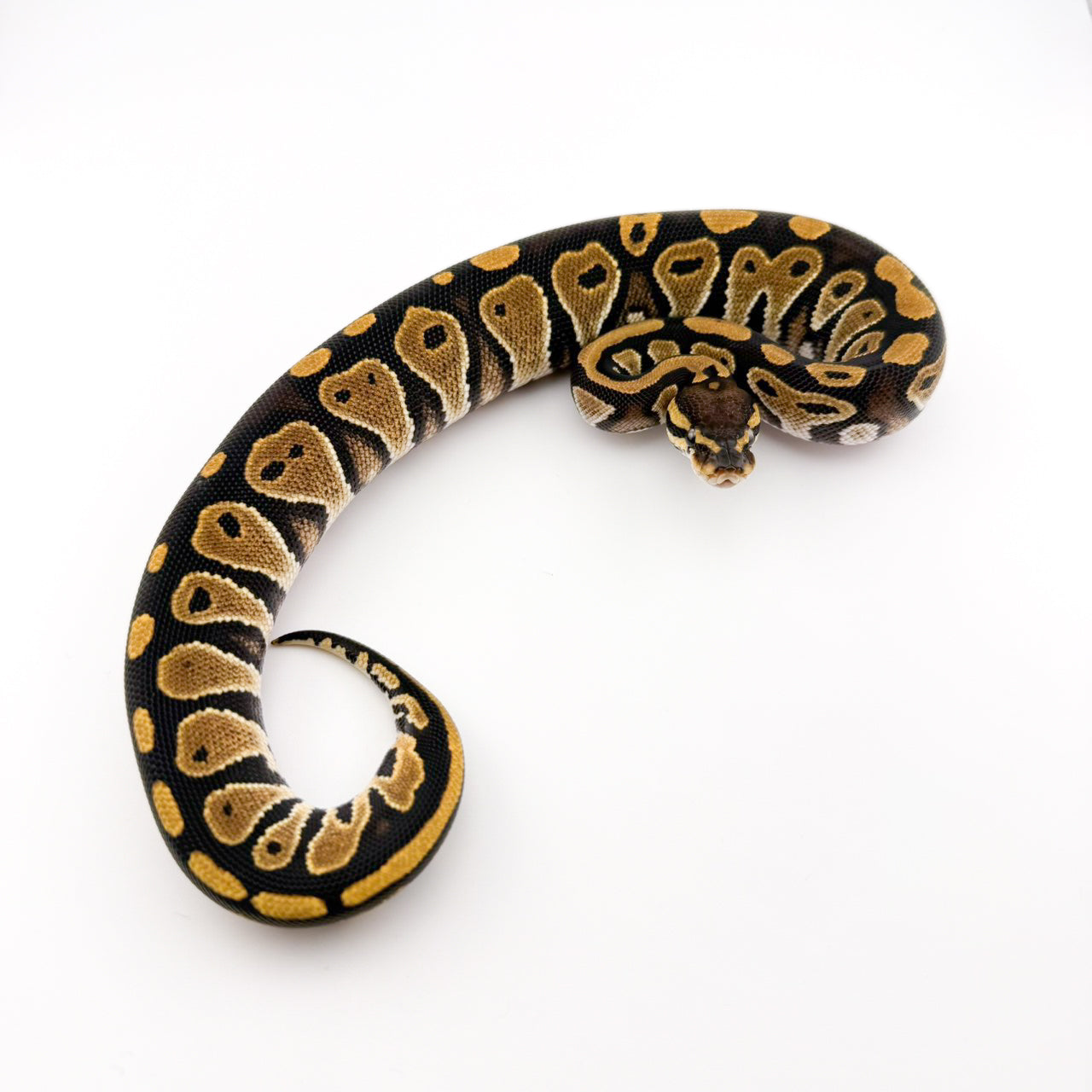 ブラックヘッドdhハイポクラウン