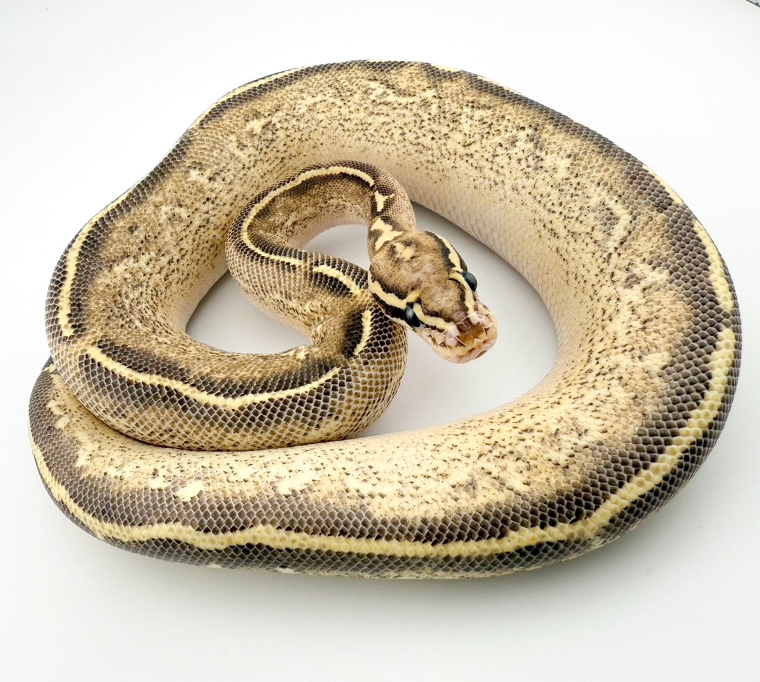 スポットノーズフリーウェイ