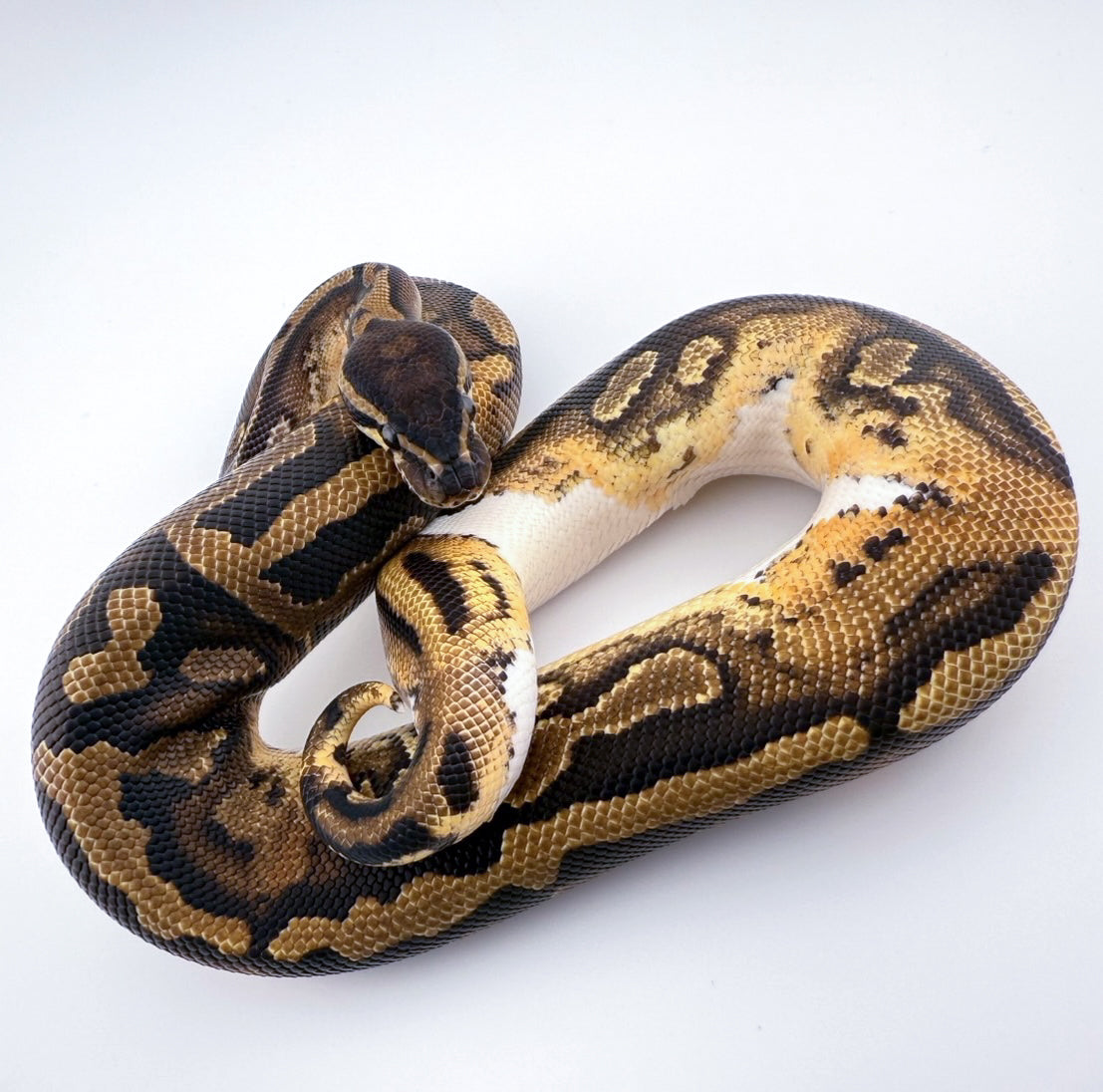 パイhetライトニング