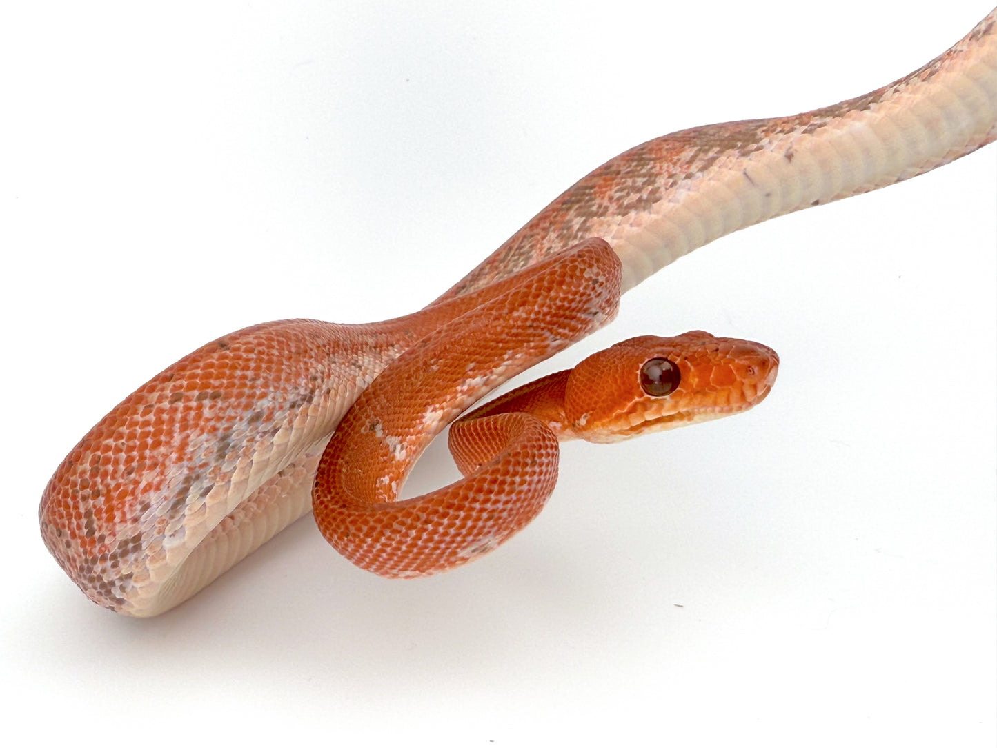 アマゾンツリーボア