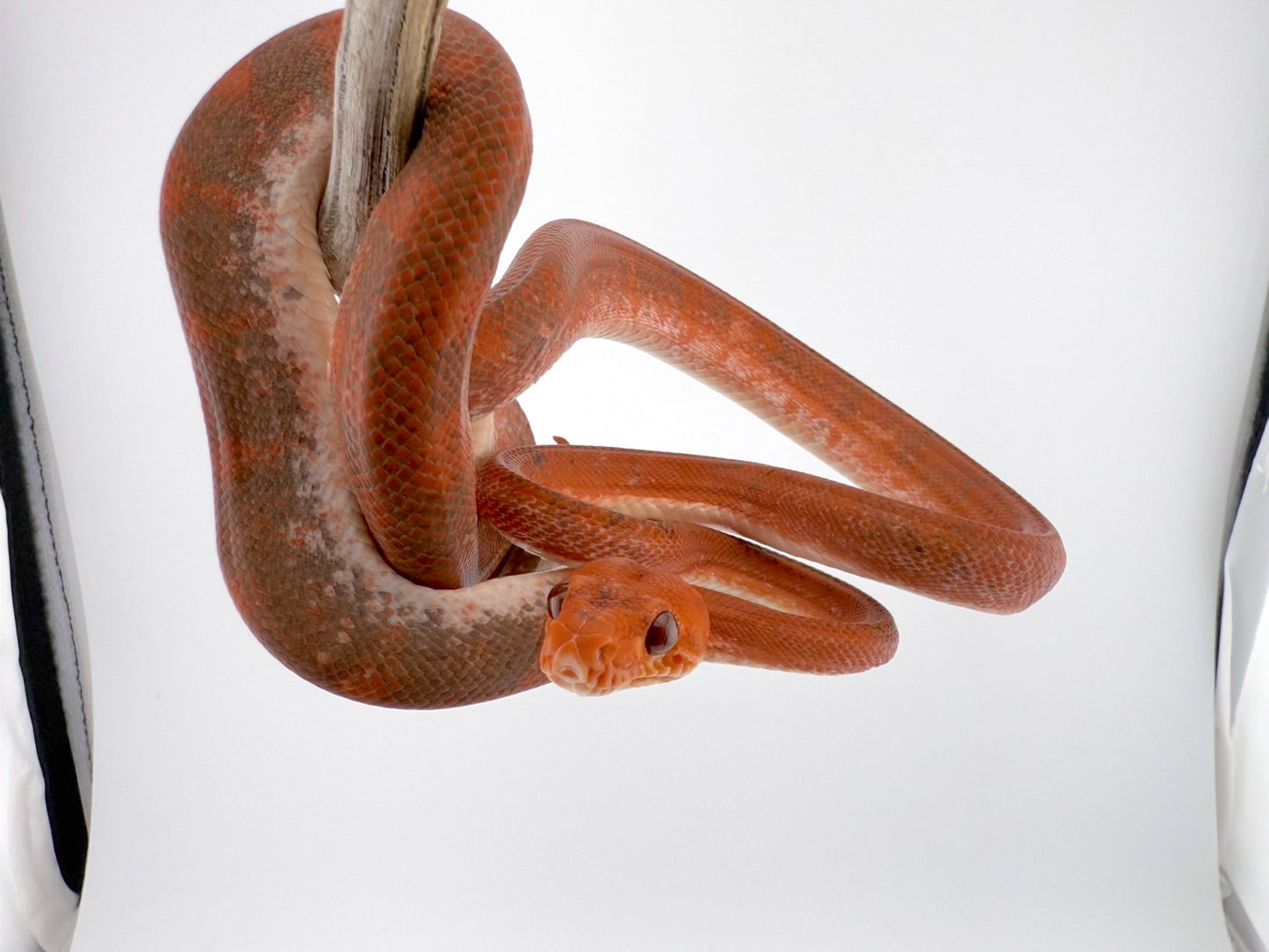 アマゾンツリーボア