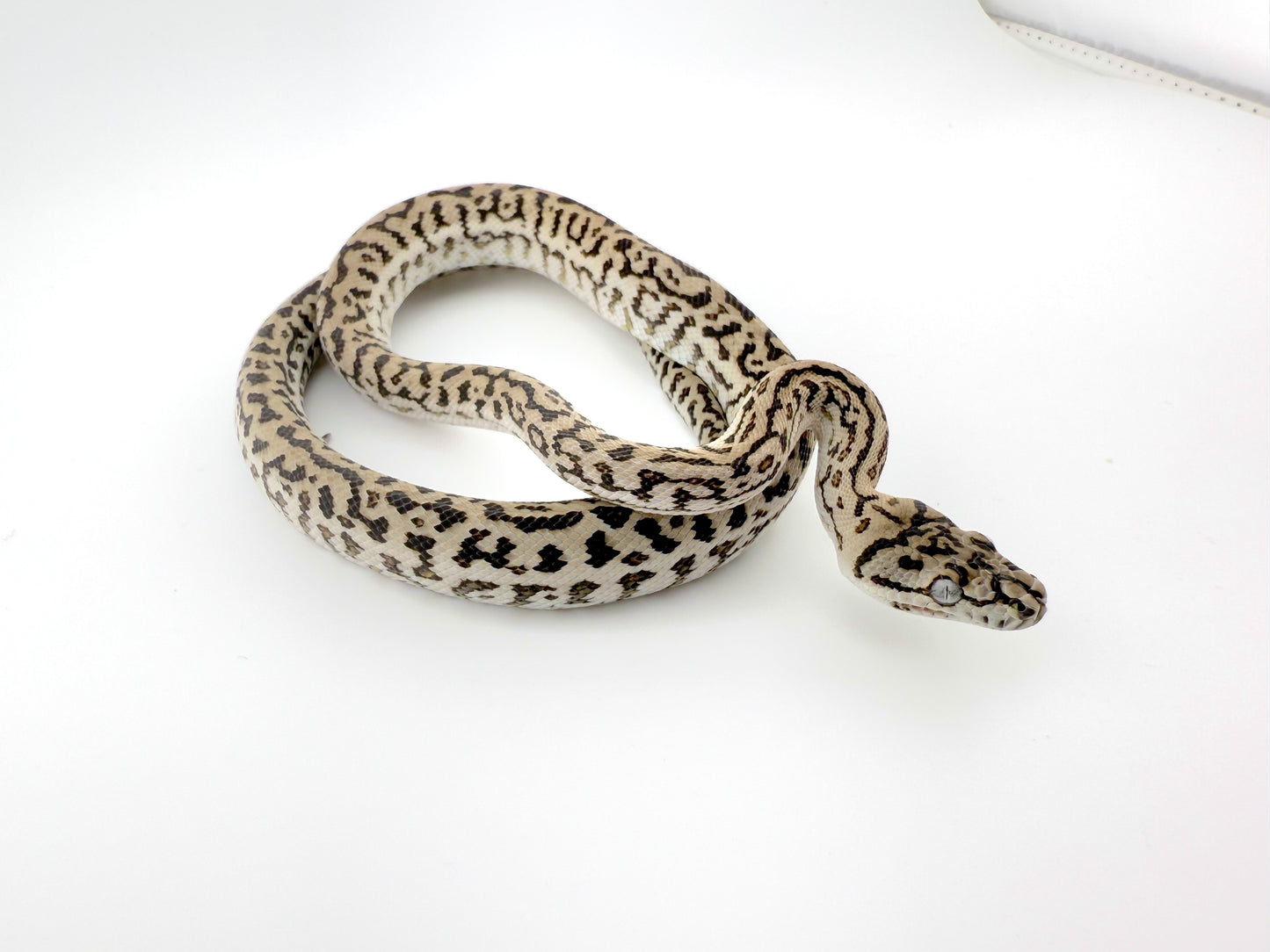 アザンゼブラジャガー