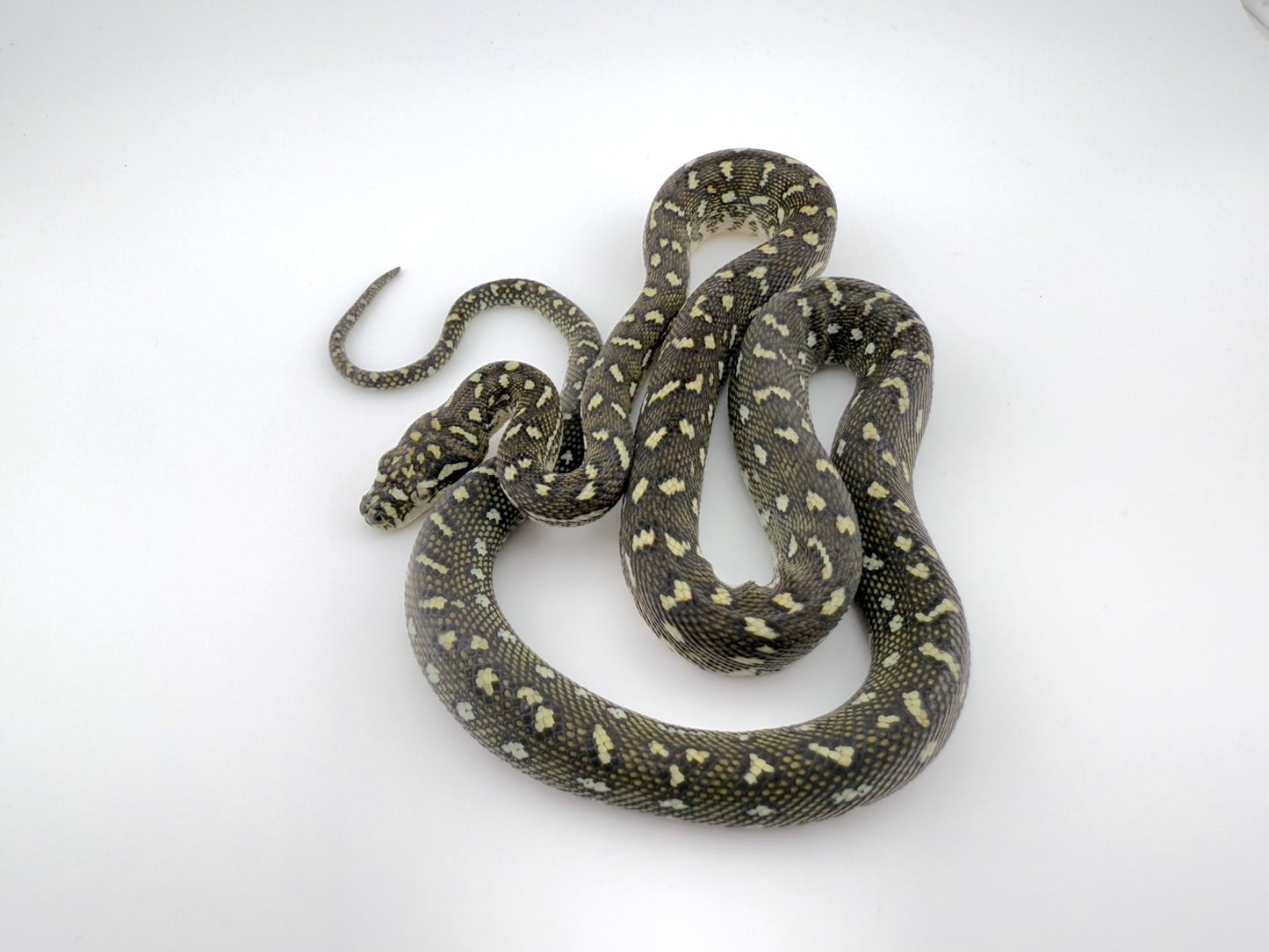 ダイヤモンドパイソンK×L