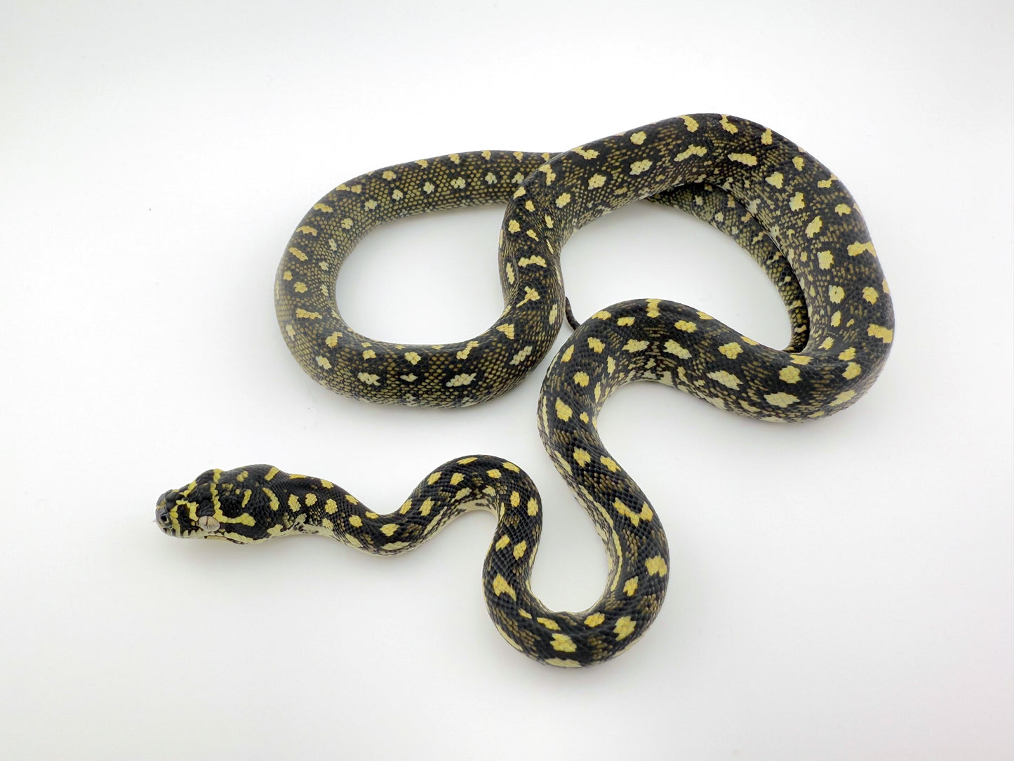 ダイヤモンドパイソンK×L