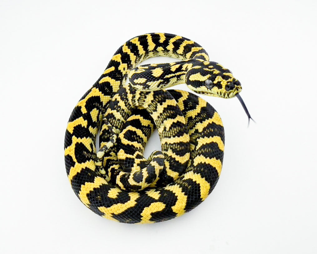 デリアジャングル