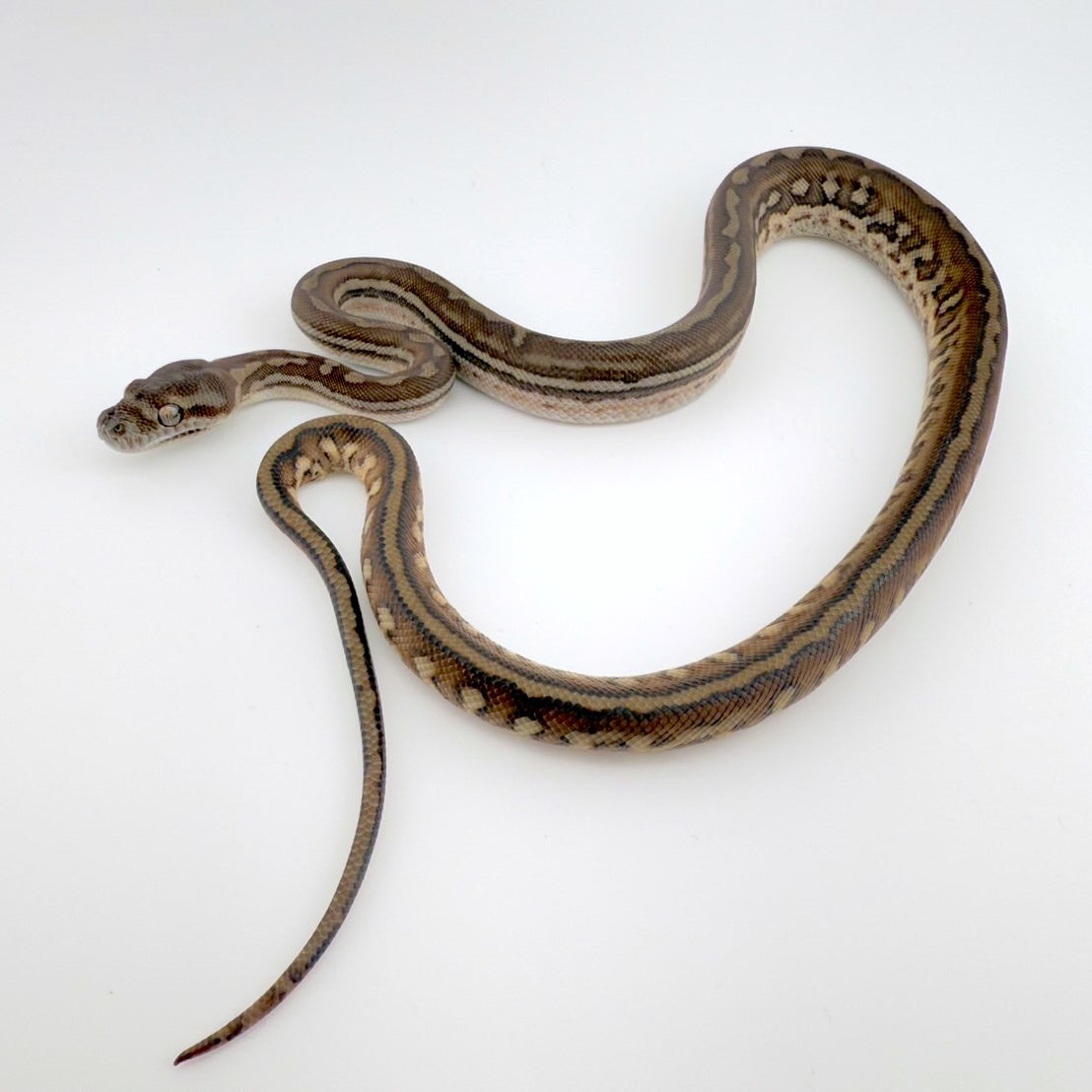 ブレッドリーストライプ