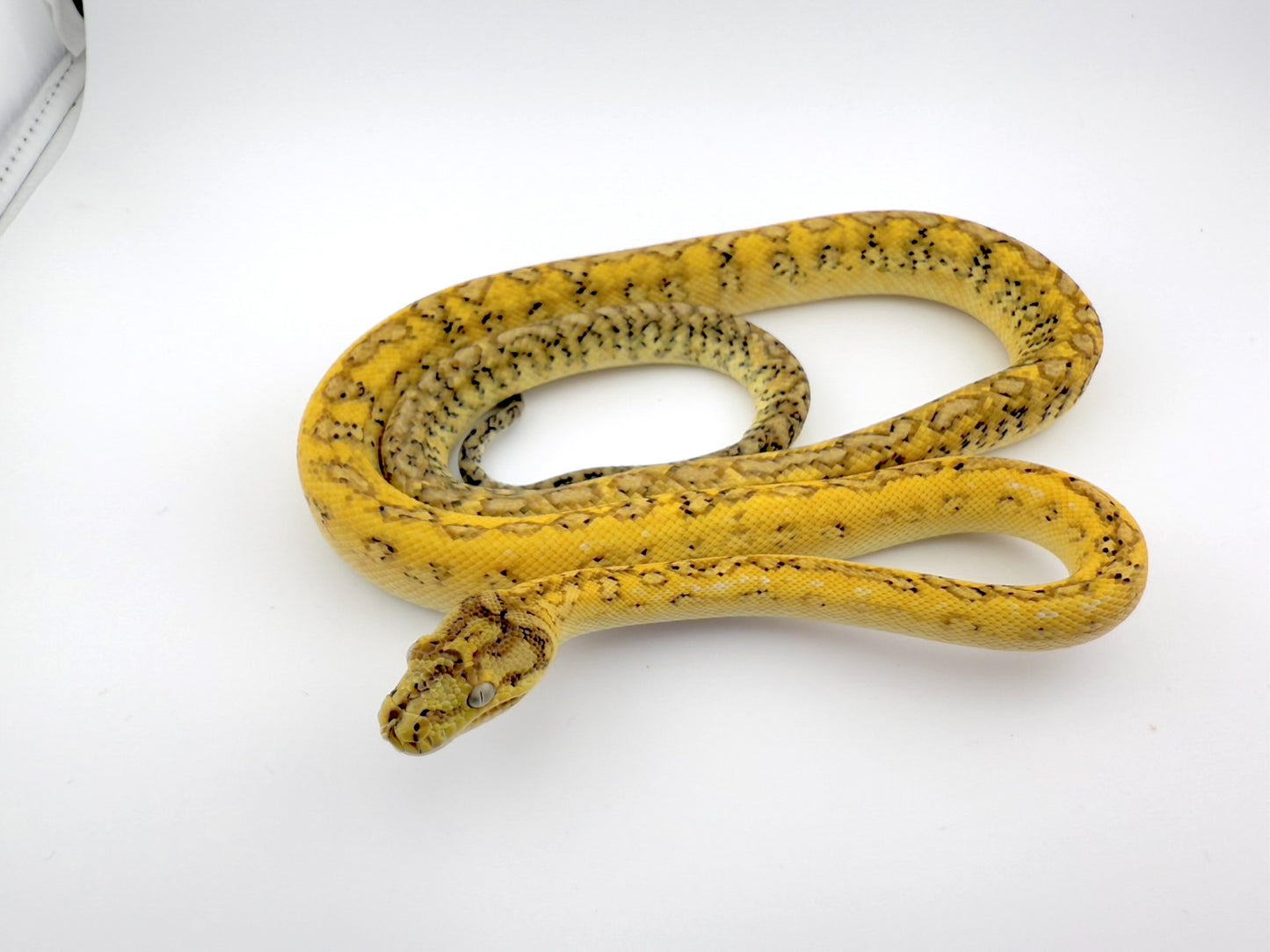 エクストリームストーンウォッシュジャガー