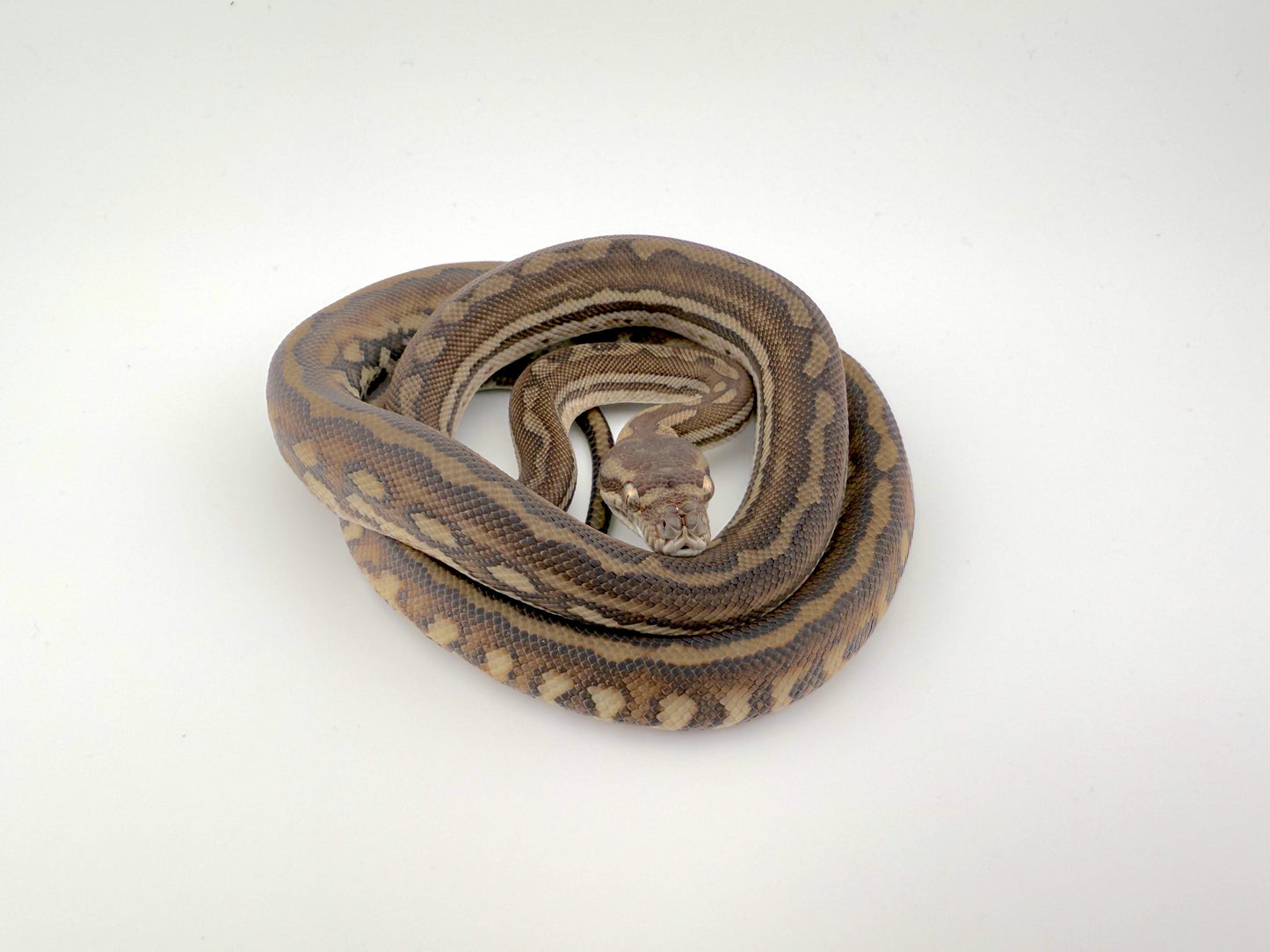 ブレッドリーストライプ