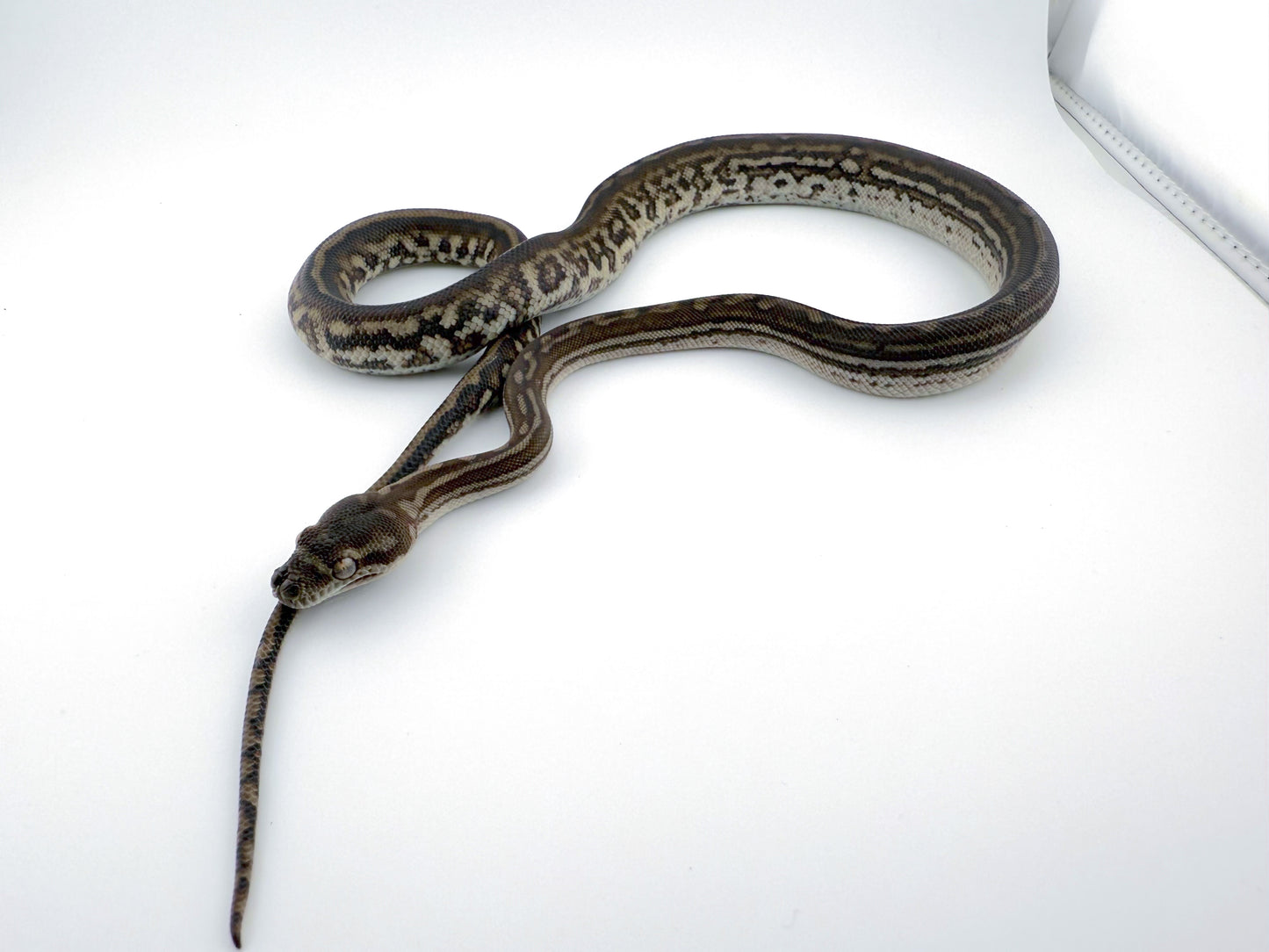 ブレッドリーストライプ