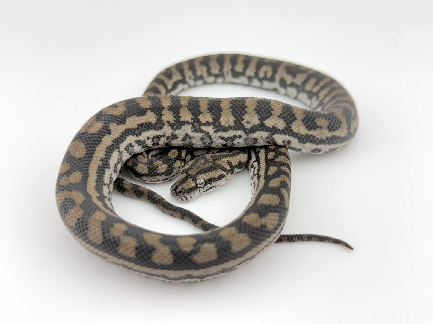 インランドカーペット