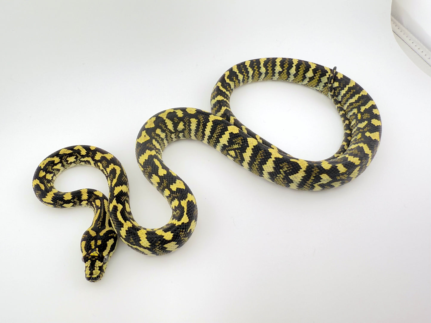 デリアジャングル