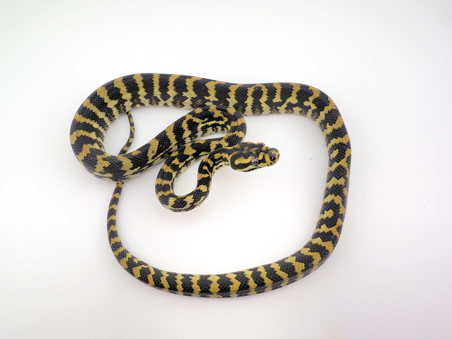 デリアジャングル