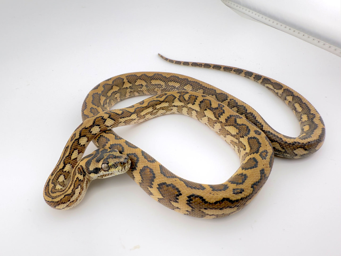 キャラメルタイガーhetアザン ピュアコースタル