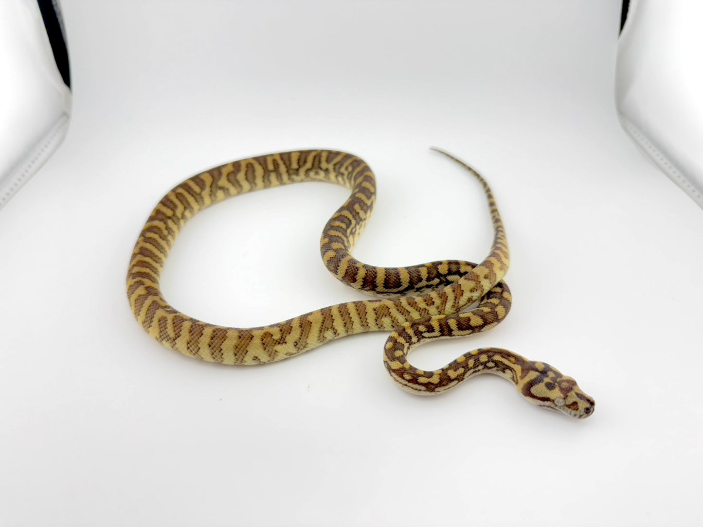 High %ブレッドリージャガー66%hetストーンウォッシュ