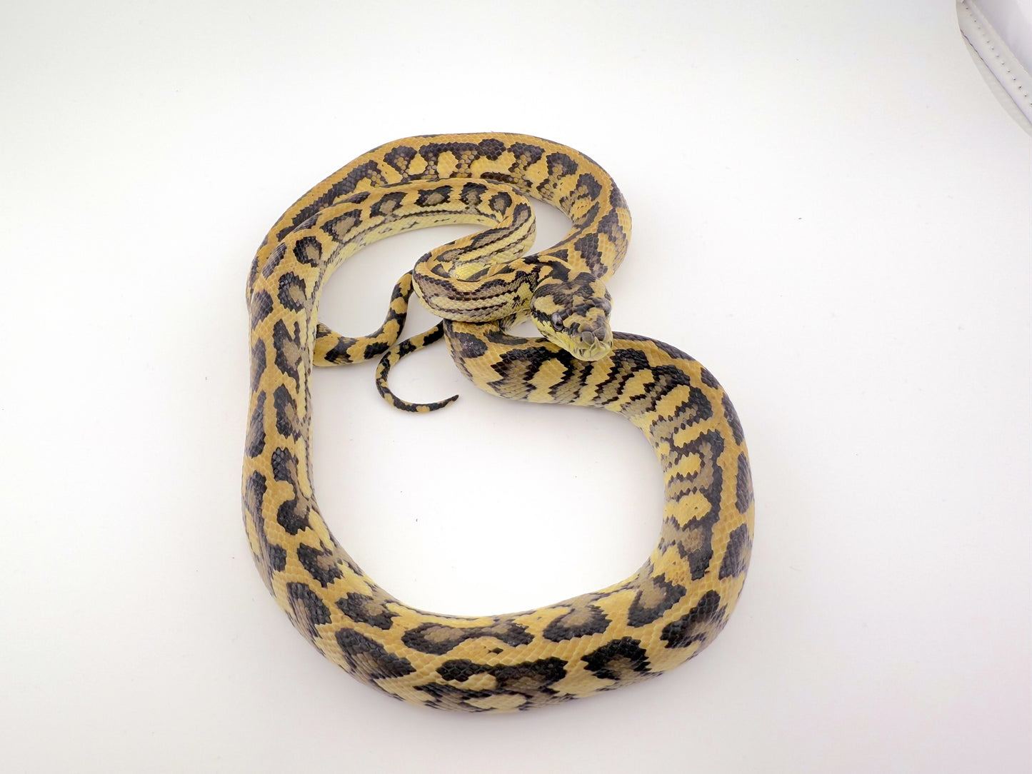 hetアザン ピュアイリアンジャヤ