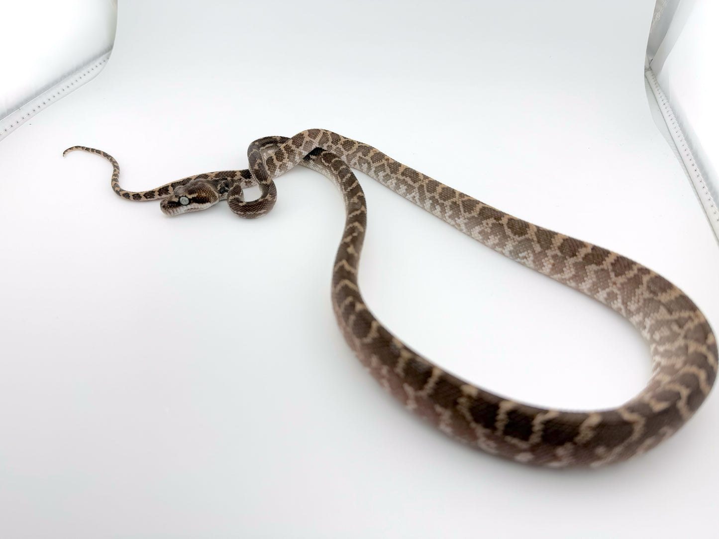 ラフスケールパイソン