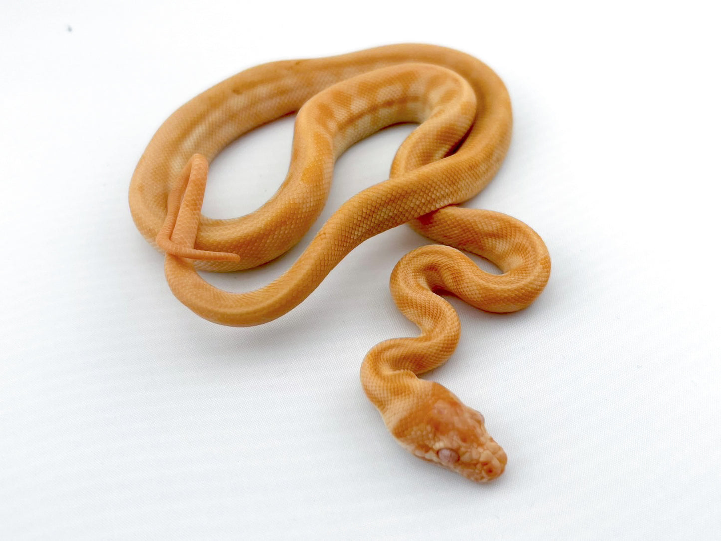 アルビノジャガー