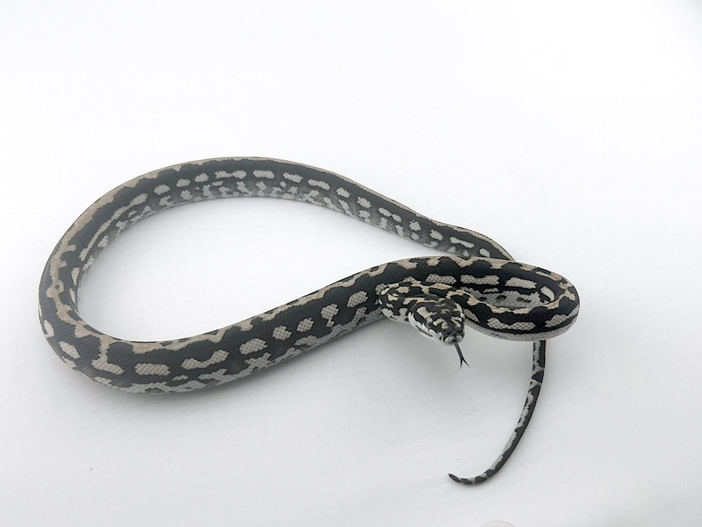 アザンティック